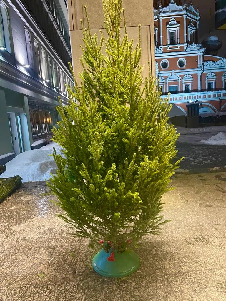 Живая новгодняя ёлка 2 метра